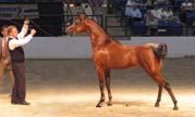 Parys LDV with Steve Dady.  Amy Austin photo.