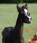 AA Shaliyah (Hu Sheikh Imaan x Ebony Aliyah)