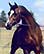 Baariqu Al Amali, owned by AA Arabians