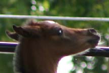 Chaimere (*Simeon Shai x Black Cashmere)