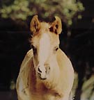 AA White Diamonds (Makhnificent KA x Imperial Bellisima)