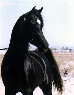 Ruminaja Ali son - Ali Nefous - Black Straight Egyptian Stallion
