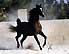 Baariqu Al Amali, owned by AA Arabians