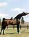 Baariqu Al Amali, owned  by AA Arabians