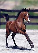 Imperial Baarez daughter, Imperial Baccara - Egyptian Event Champion