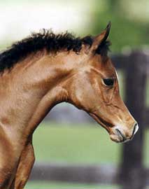 Imperial Baccara - Imperial Baarez X Imperial Safama by *Ibn Safinez