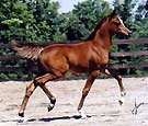 Imperial Bellisima - Imperial Baarez X Imperial Karikah by Imperial Al Kamar