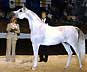 Orashan daughter, Imperial Orissah - in foal to Imperial Baarez for 2004