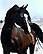 Baariqu Al Amali, owned by AA Arabians