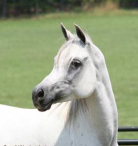 Imperial Orissah (*Orashan x Imperial Misteena)